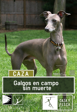 Galgos en campo sin muerte en la programación de Caza y Pesca HD (Ocio y Aficiones)