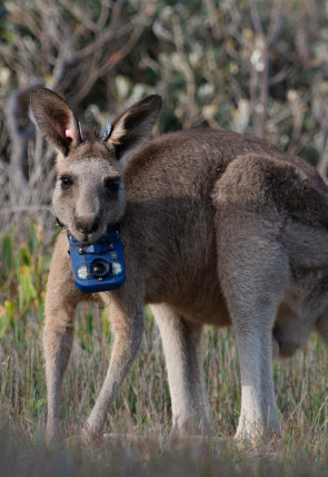 Animales con cámaras: Australia en la programación de M+ Documentales HD (Documentales)