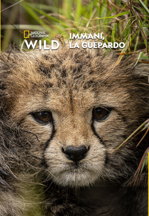 Póster de Immani, la guepardo