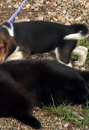 Póster de El increíble doctor Pol: El Beagle ha tomado tierra