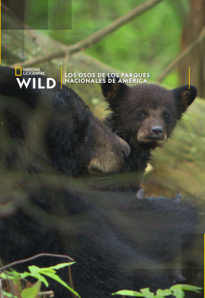 Póster de Los Osos de los Parques Nacionales de America