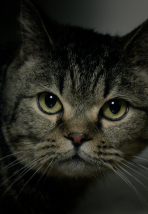 Carátula de Crímenes: La iaia Anita (parte 2)