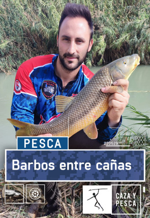 Póster de Barbos entre cañas