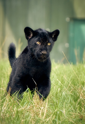 Póster de One Zoo Three: Trabajo en equipo