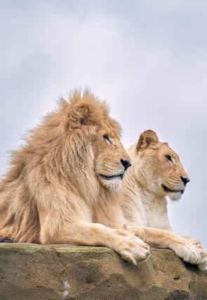 Póster de One Zoo Three: Parejas perfectas
