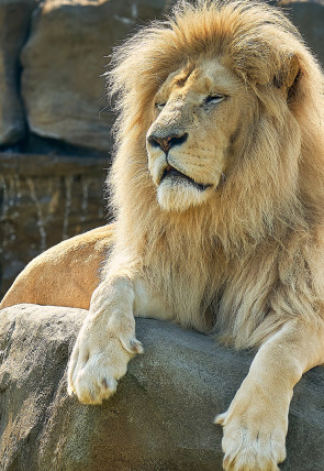 Póster de One Zoo Three: A cepillar