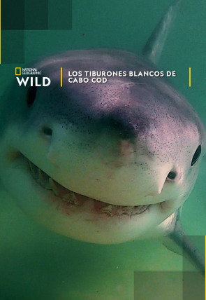 Póster de Los tiburones blancos de Cabo Cod