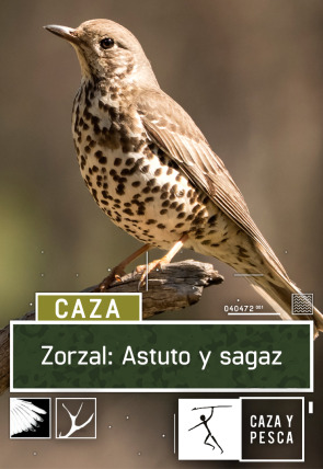 Zorzal: astuto y sagaz en la programación de Caza y Pesca HD (Ocio y Aficiones)