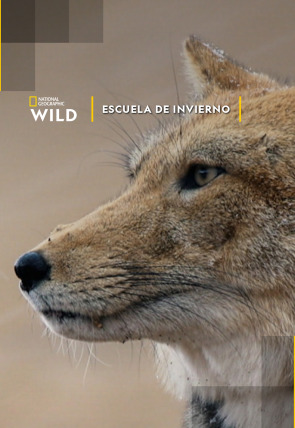 Escuela de invierno en la programación de Nat Geo Wild HD (Documentales)