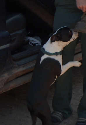 Póster de El increíble doctor Pol: Cachorro nuevo en la oficina · El Increíble Doctor Pol: Cachorro nuevo en la oficina