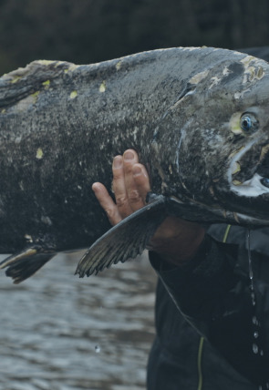 Los últimos gigantes T3 E1 en la programación de Caza y Pesca HD (Ocio y Aficiones)