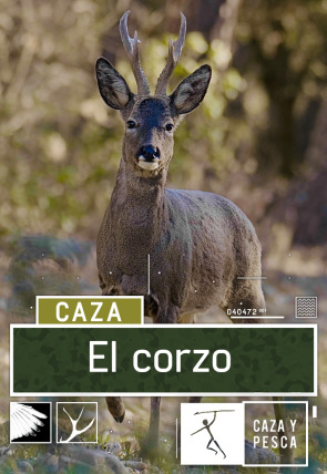 El Corzo T1 · El celo