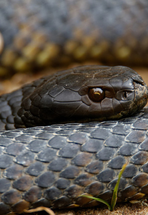 Astutos y letales: Supervivencia en la programación de Nat Geo Wild HD (Documentales)