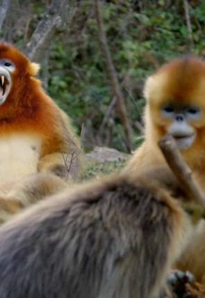 Astutos y letales: Defensa en la programación de Nat Geo Wild HD (Documentales)