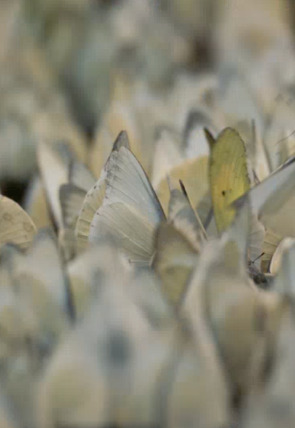 Wild Vietnam: El misterioso norte: la tierra de los bosques montañosos en la programación de Nat Geo Wild HD (Documentales)