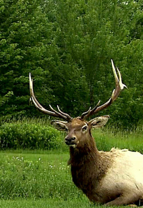 Así se hace (MAX): Señuelos de caza robóticos/Tomates en lata/Lazos T12 · Señuelos de caza robóticos, tomates en lata, marcadores electrónicos y lazos en la programación de Discovery (Ocio y Aficiones)