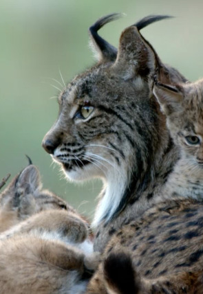 La tierra del lince ibérico · Invierno en la programación de Nat Geo Wild HD (Documentales)