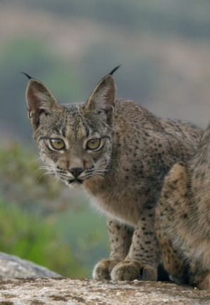 La tierra del lince ibérico · Primavera en la programación de Nat Geo Wild HD (Documentales)