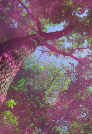 Póster de El futuro de la naturaleza: Océanos