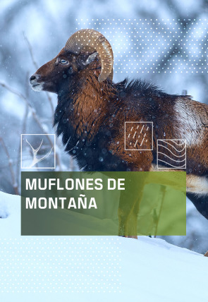 Muflones de montaña en la programación de Caza y Pesca HD (Ocio y Aficiones)