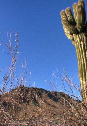 Desastre climático: Olas de calor