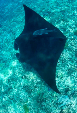 Súper Mario Boss T2 E4 en la programación de Caza y Pesca HD (Ocio y Aficiones)