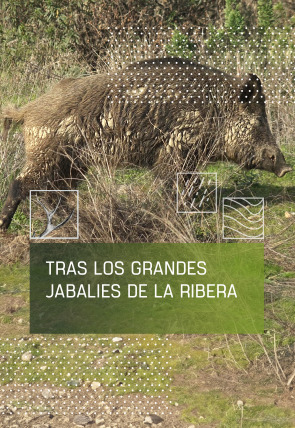 Póster de Tras los grandes jabalíes de La Ribera