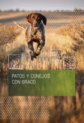 Patos y conejos con braco