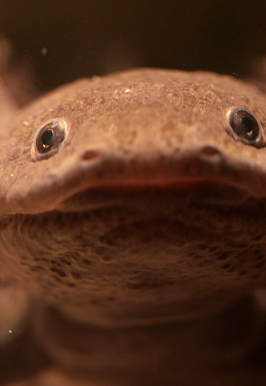 Perdedores y salvajes: Supercéroes en la programación de Nat Geo Wild HD (Documentales)