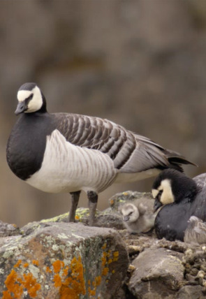 Perdedores y salvajes: Unos padres terribles en la programación de Nat Geo Wild HD (Documentales)