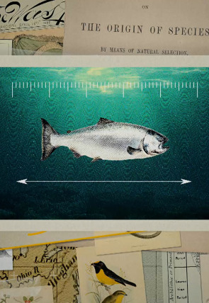Carátula de Revisando la teoría de la evolución