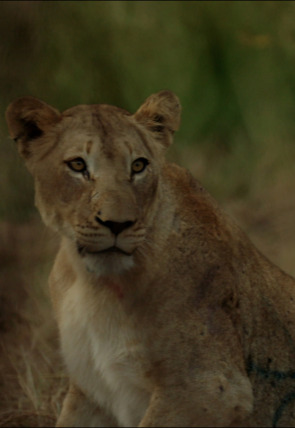 Cazar para conservar: Leones, el gran reto en la programación de Caza y Pesca HD (Ocio y Aficiones)