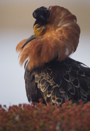 Póster de Europa indómita: Montañas