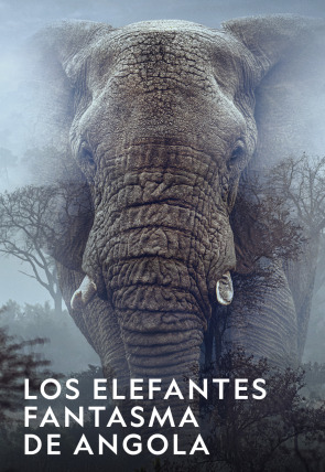Póster de Los elefantes fantasma de Angola