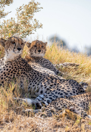Felinos noche y día: Se avecinan cambios en la programación de M+ Documentales HD (Documentales)