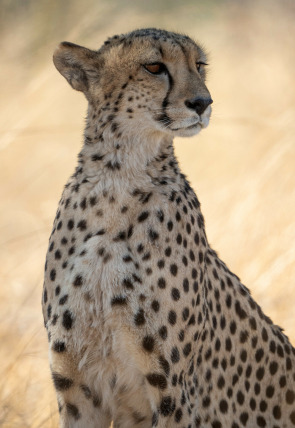 Felinos noche y día: La persecución en la programación de M+ Documentales HD (Documentales)