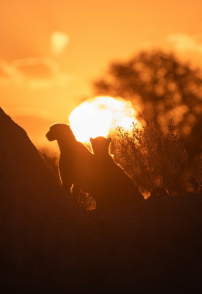 Póster de Felinos noche y día: Nueva generación