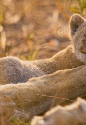 Póster de Felinos noche y día: Nuevos comienzos