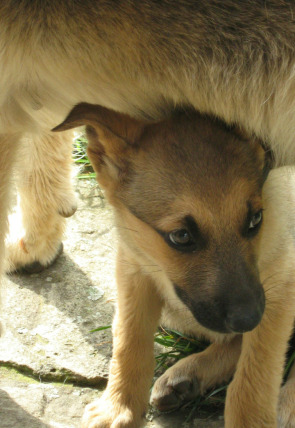 imagen de pelopicopata