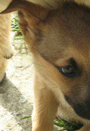 Carátula de Pelopicopata