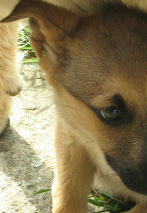 Carátula de Pelopicopata