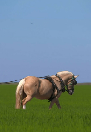 Póster de Al sur del tiempo: Córdoba