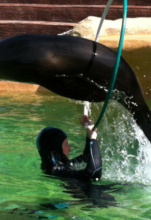 Póster de Animales en familia