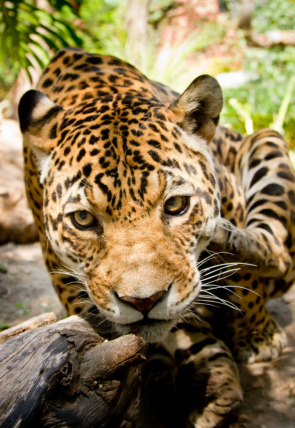 Póster de The y el dinosaurio gigante: Osos