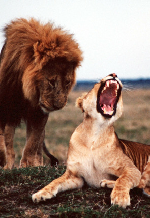 Póster de Batallas salvajes: batallas de leones