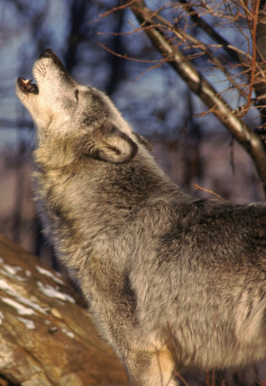 Póster de Batallas salvajes: batallas de lobos