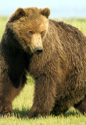 Póster de El último oso pardo del Valle Paraíso