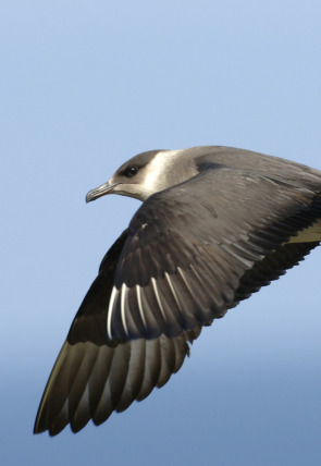 Póster de Salvar a nuestros pájaros marinos