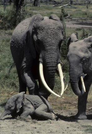 Póster de Eco: el elefante inolvidable: Mundo natural