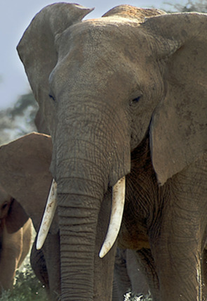 Póster de Gran abismo: el corazón salvaje de África: Dentro del gran abismo